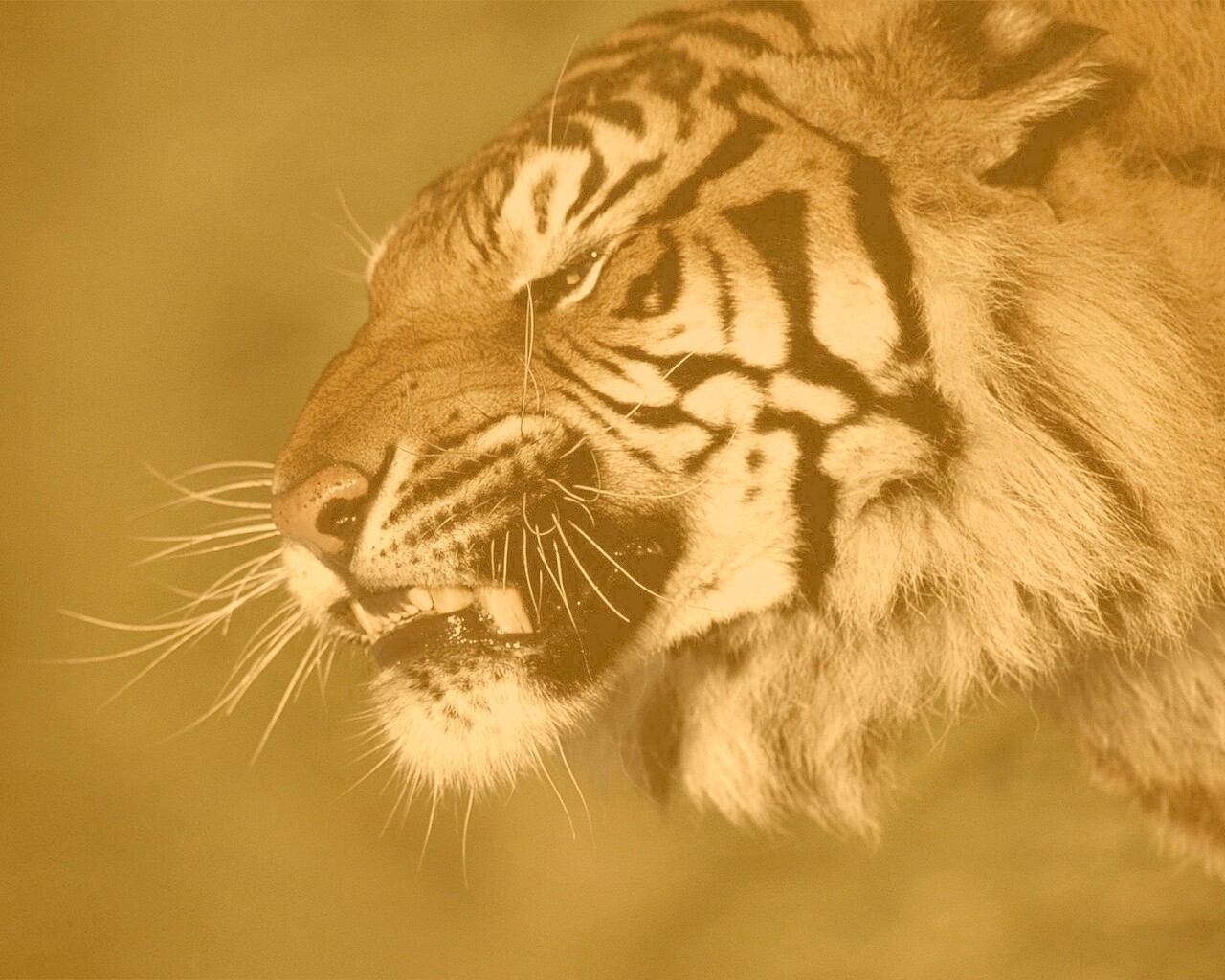 Тигриный оскал обои