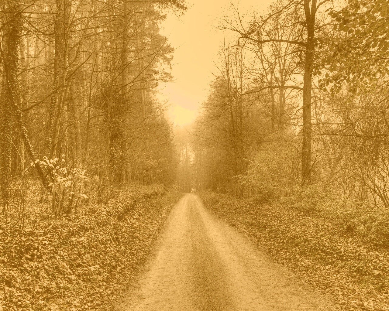 Дорога через лес обои