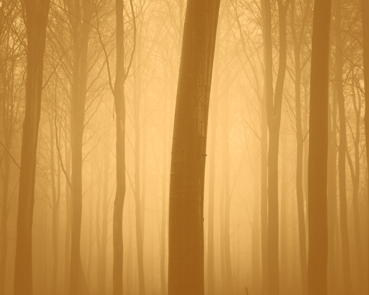 Туман в лесу обои