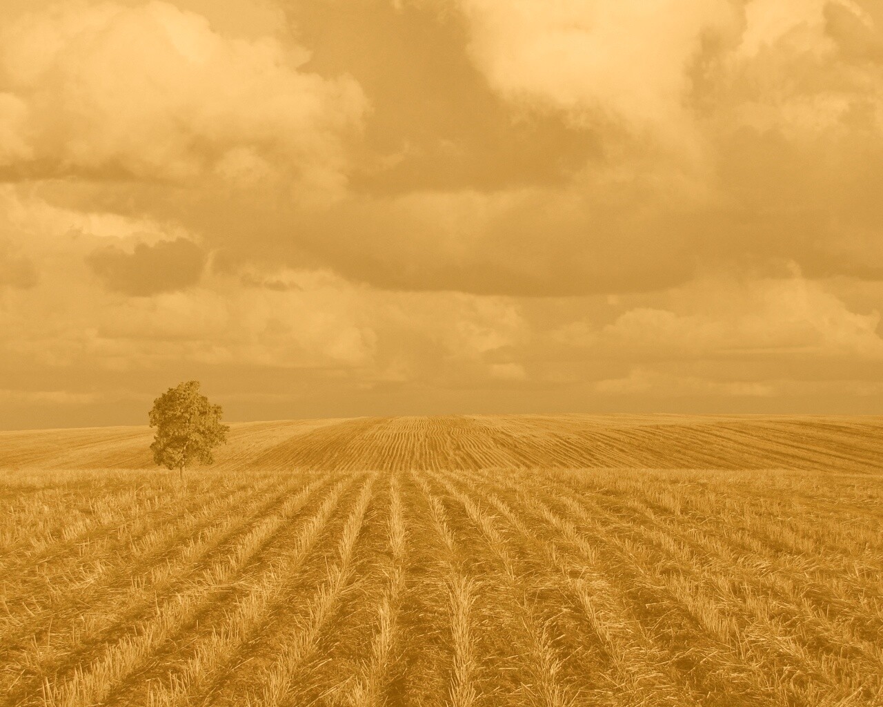 Дерево в поле обои