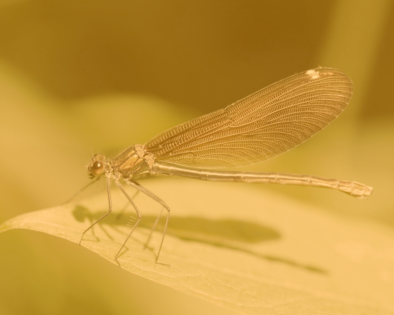 Стрекоза на листе обои