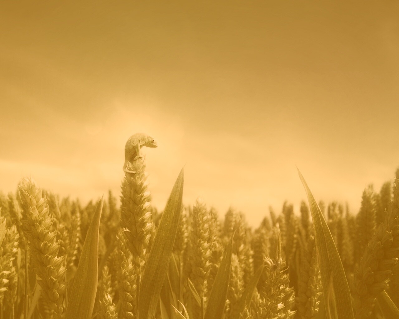 Маленький хамелеон на травинке обои