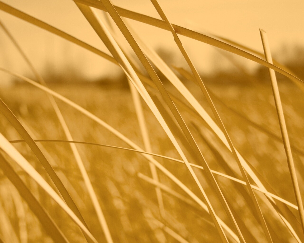 Желтая трава обои