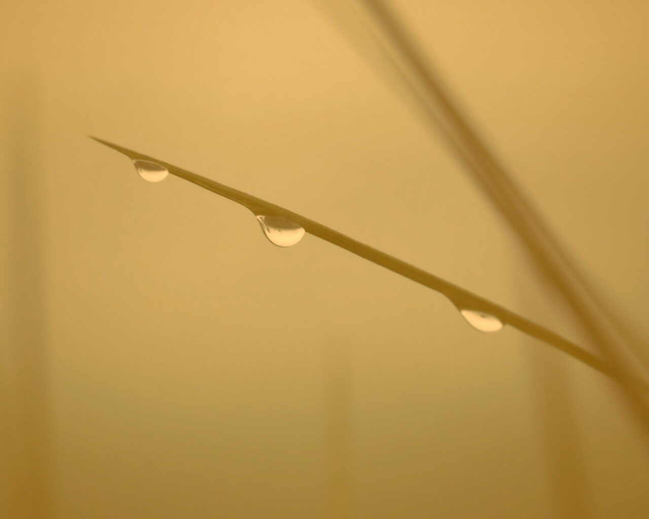 Трава после дождя обои