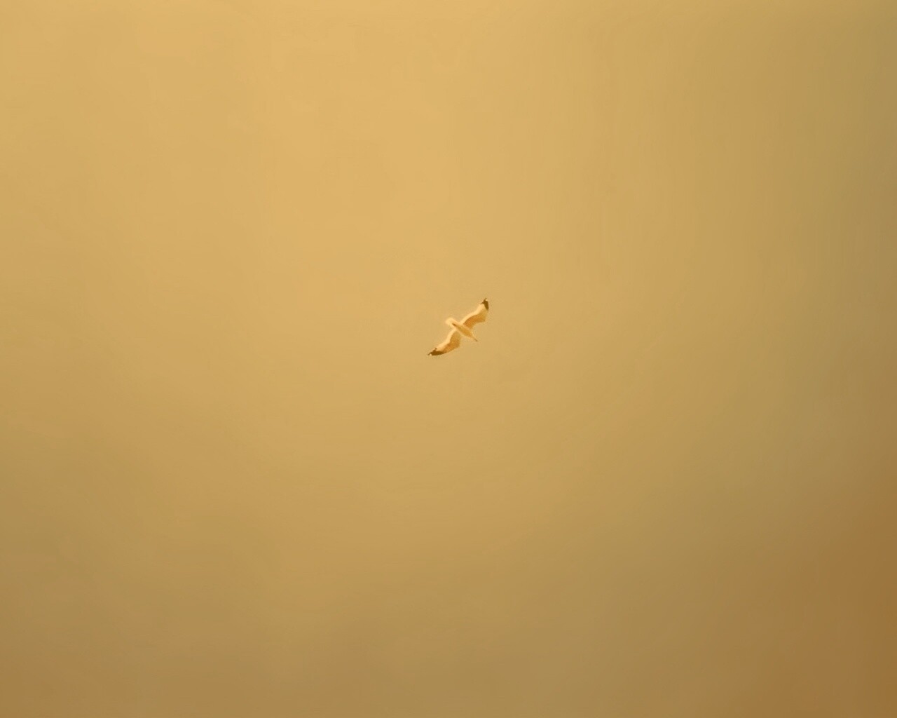 Полет  обои