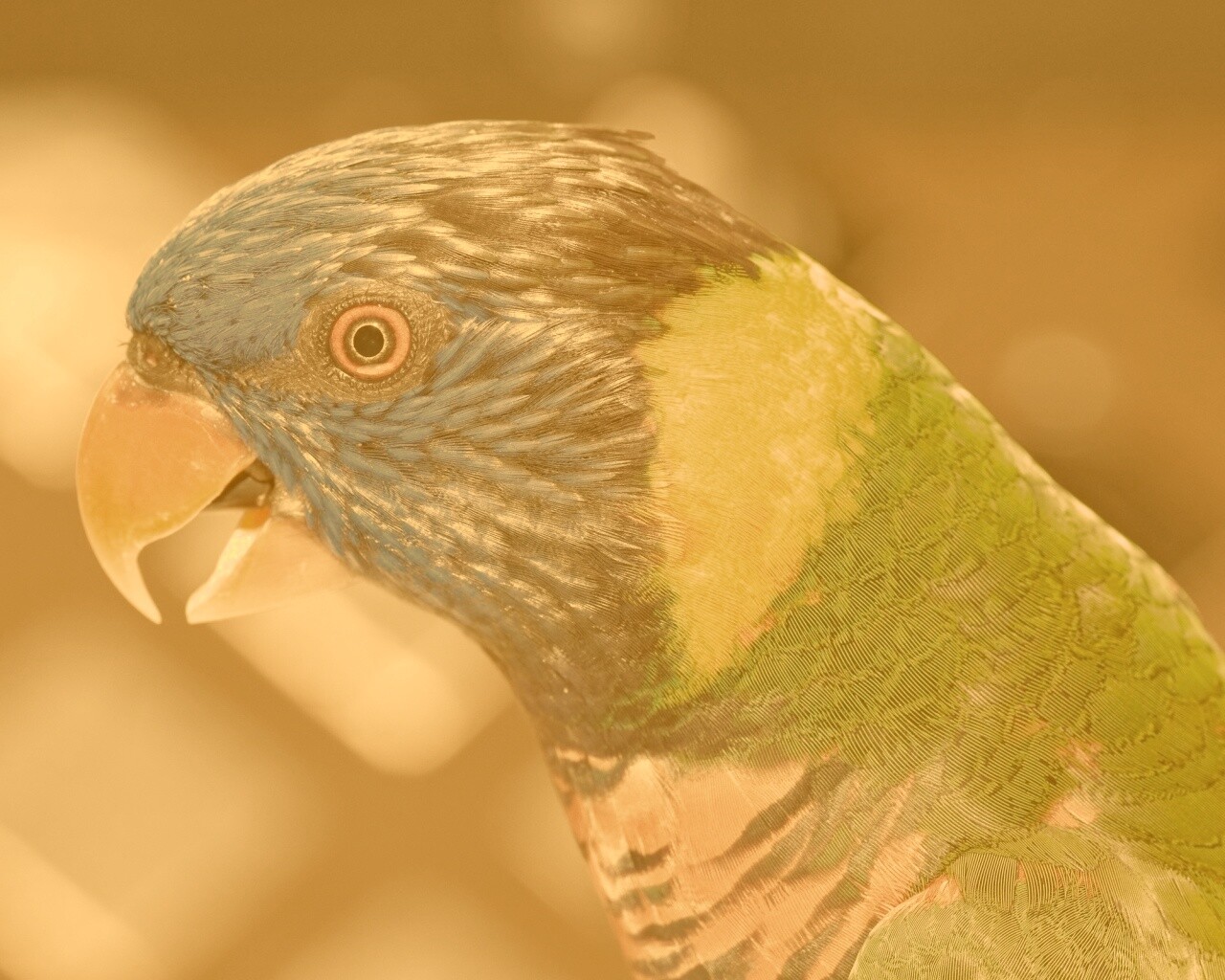 Красноглазйы попугай обои