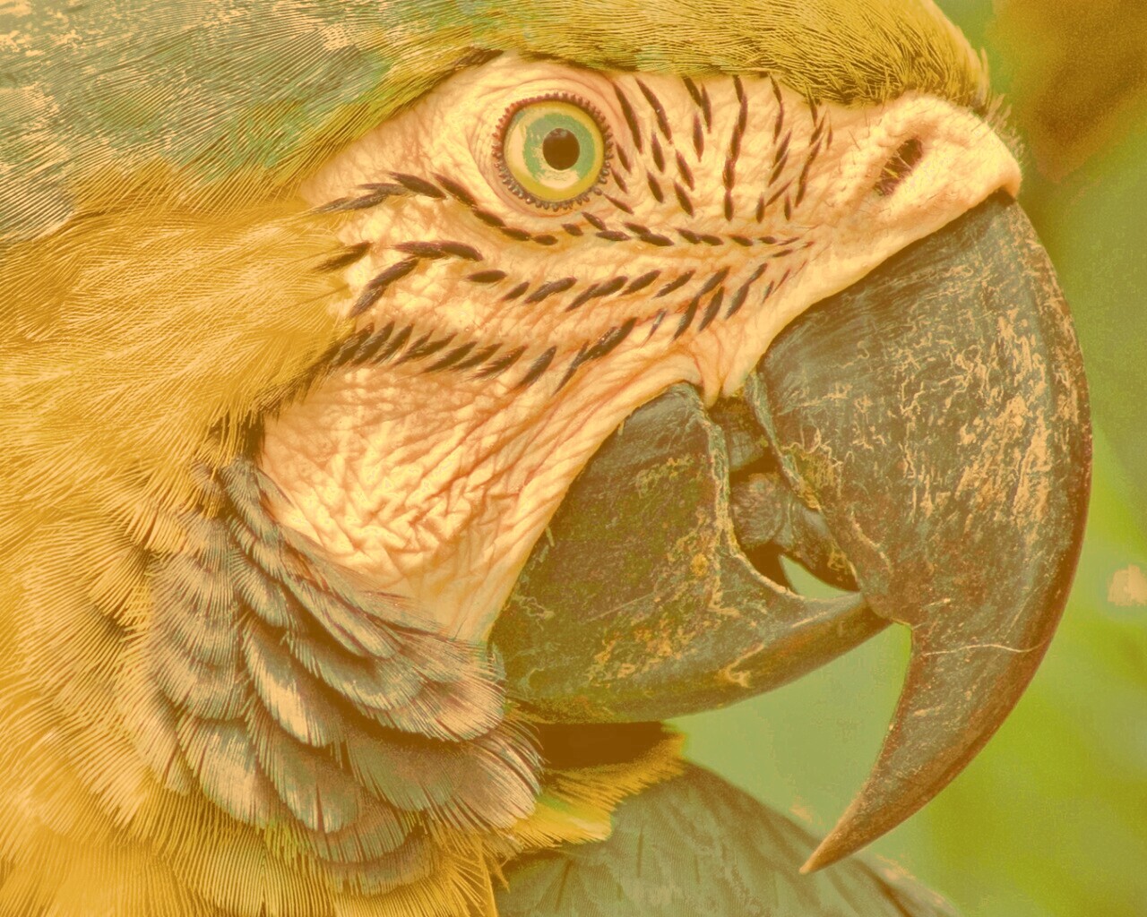 Попугай обои