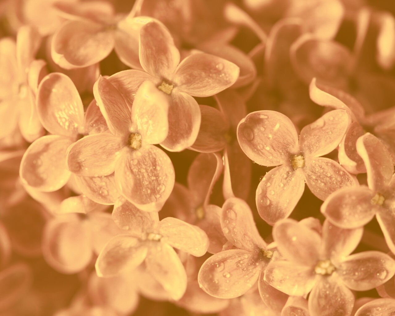 Цветы сирени обои