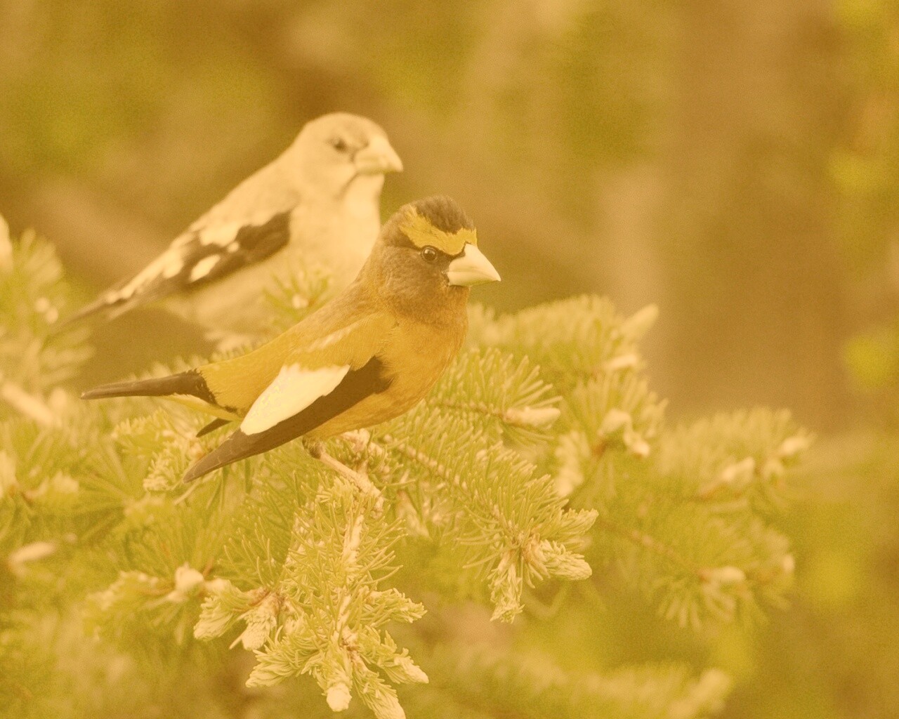 Птички с зелёными клювами обои