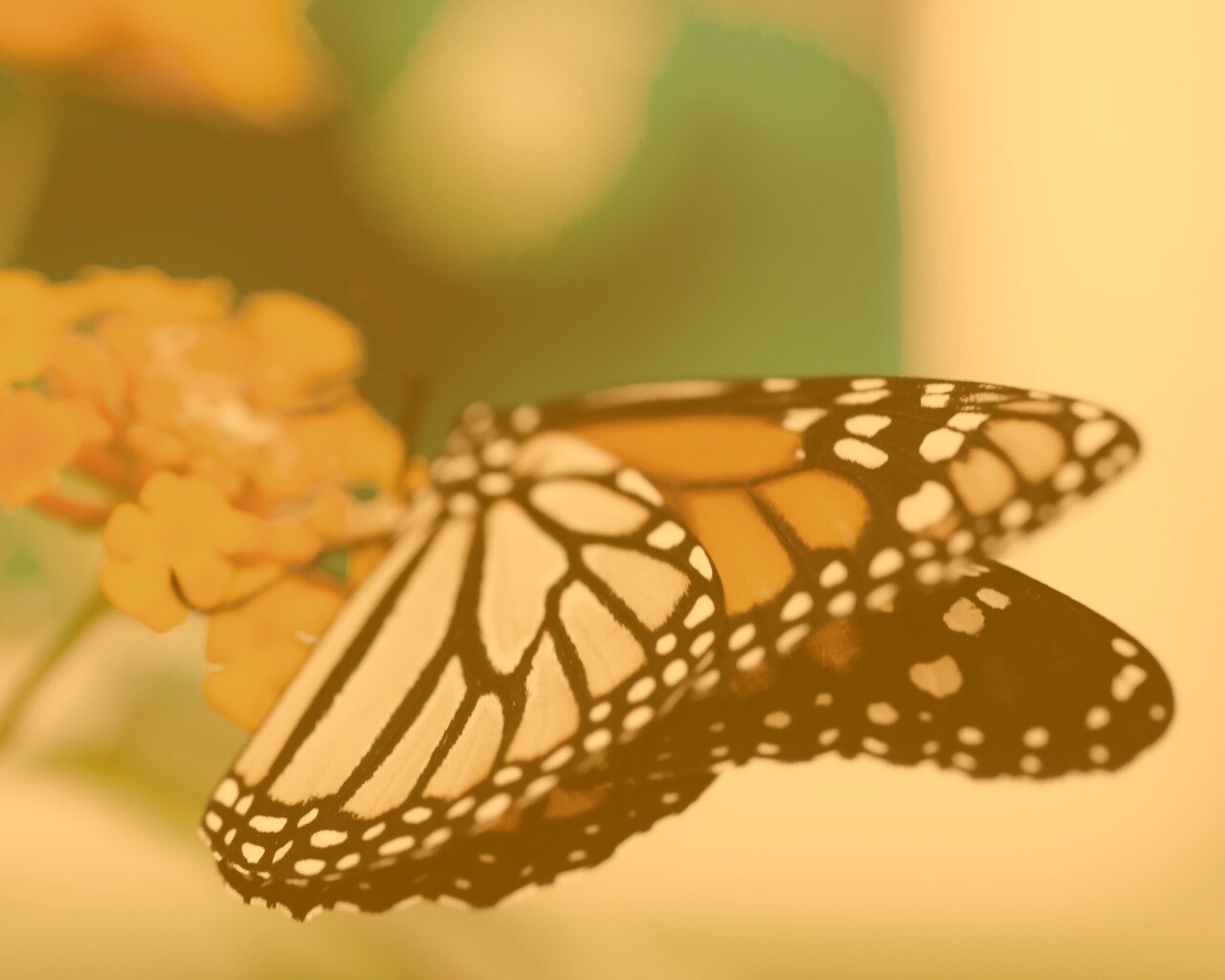 Бабочка на цветке в макро обои