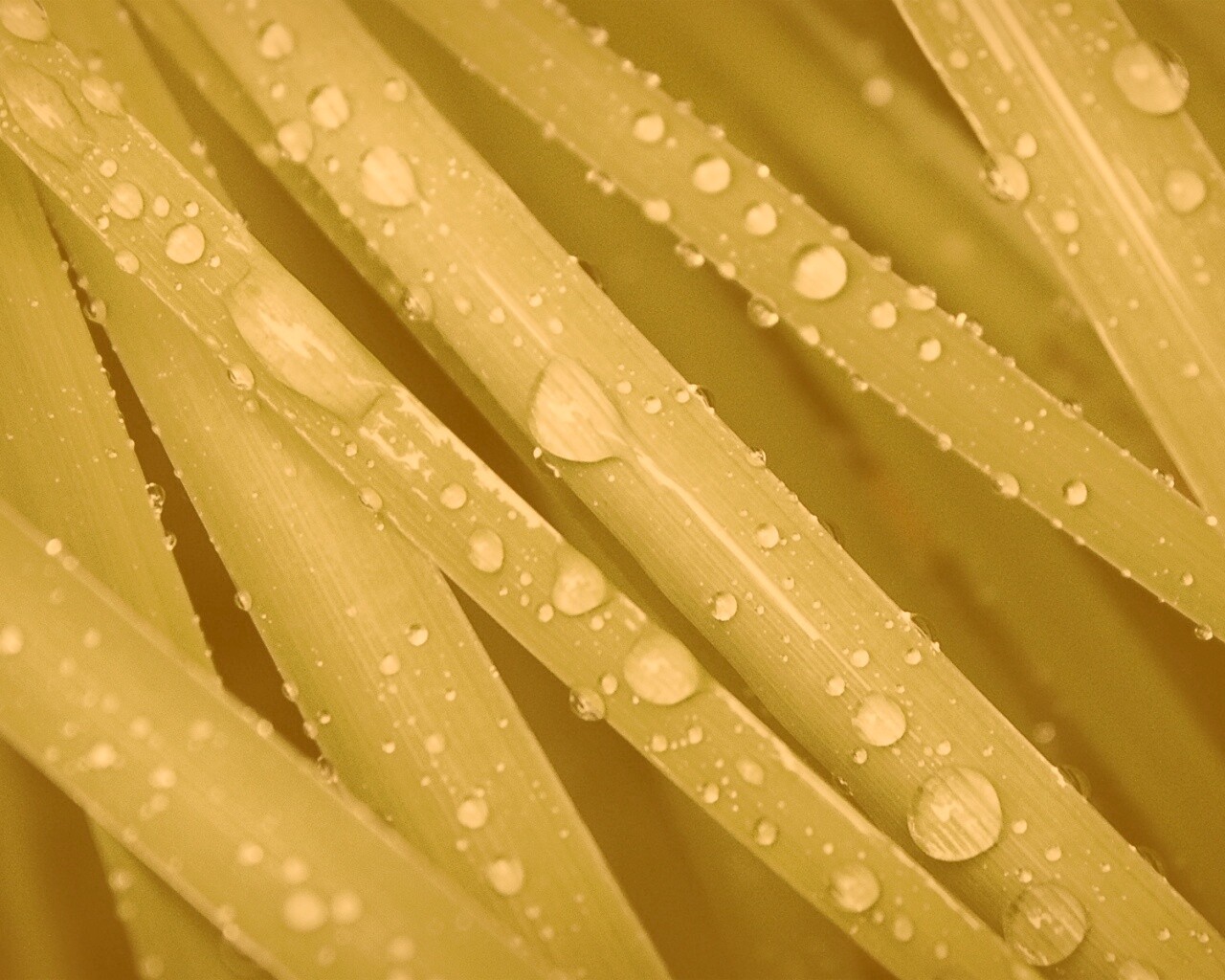 Капли на траве обои
