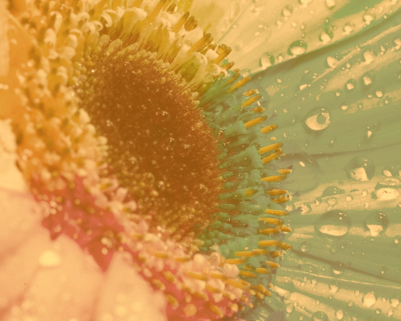 Цветик семицветик обои