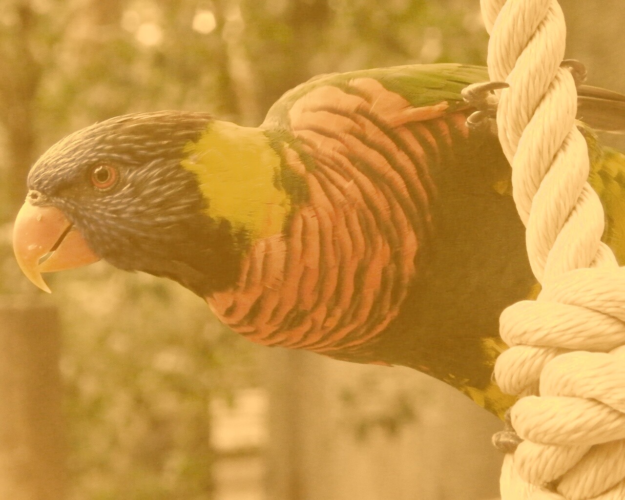 Попугай на канате обои