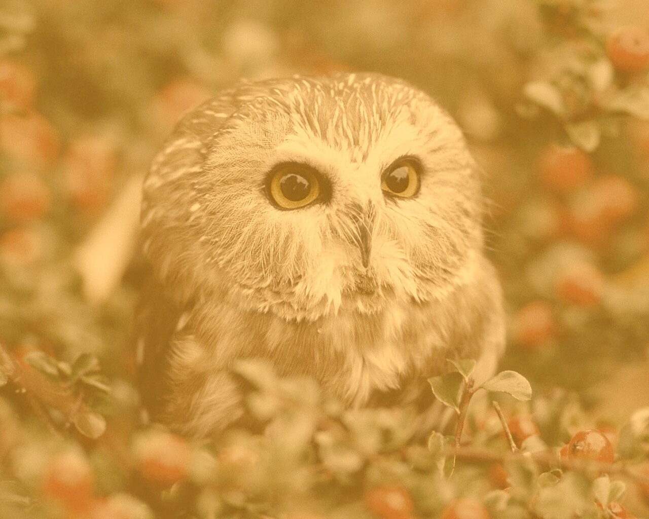 Маленькая сова в ягодах обои