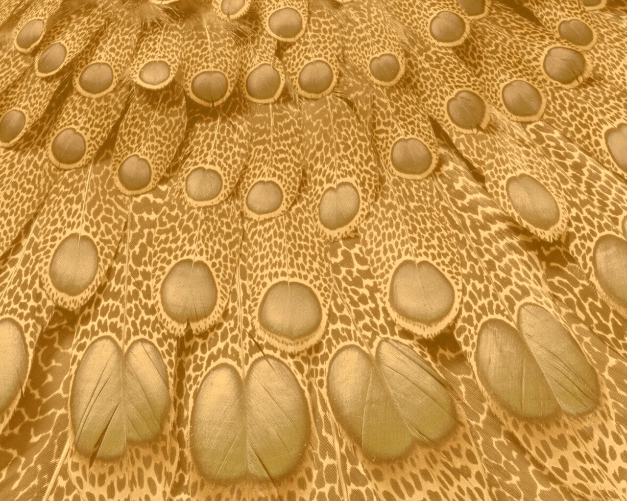 Хвост павлина обои