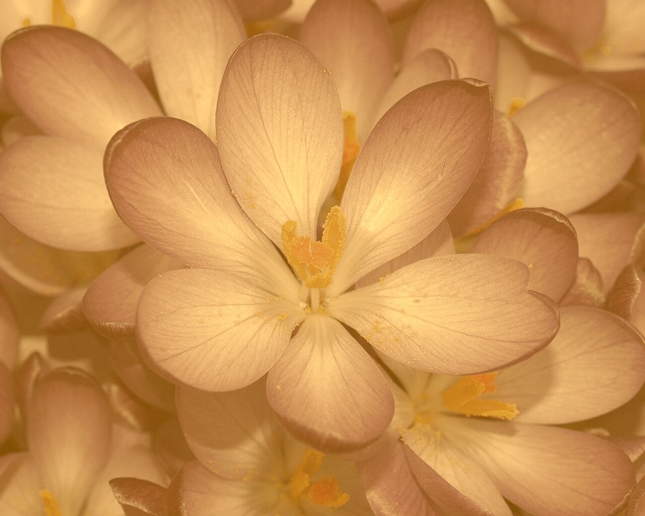 Сиреневый цветок обои