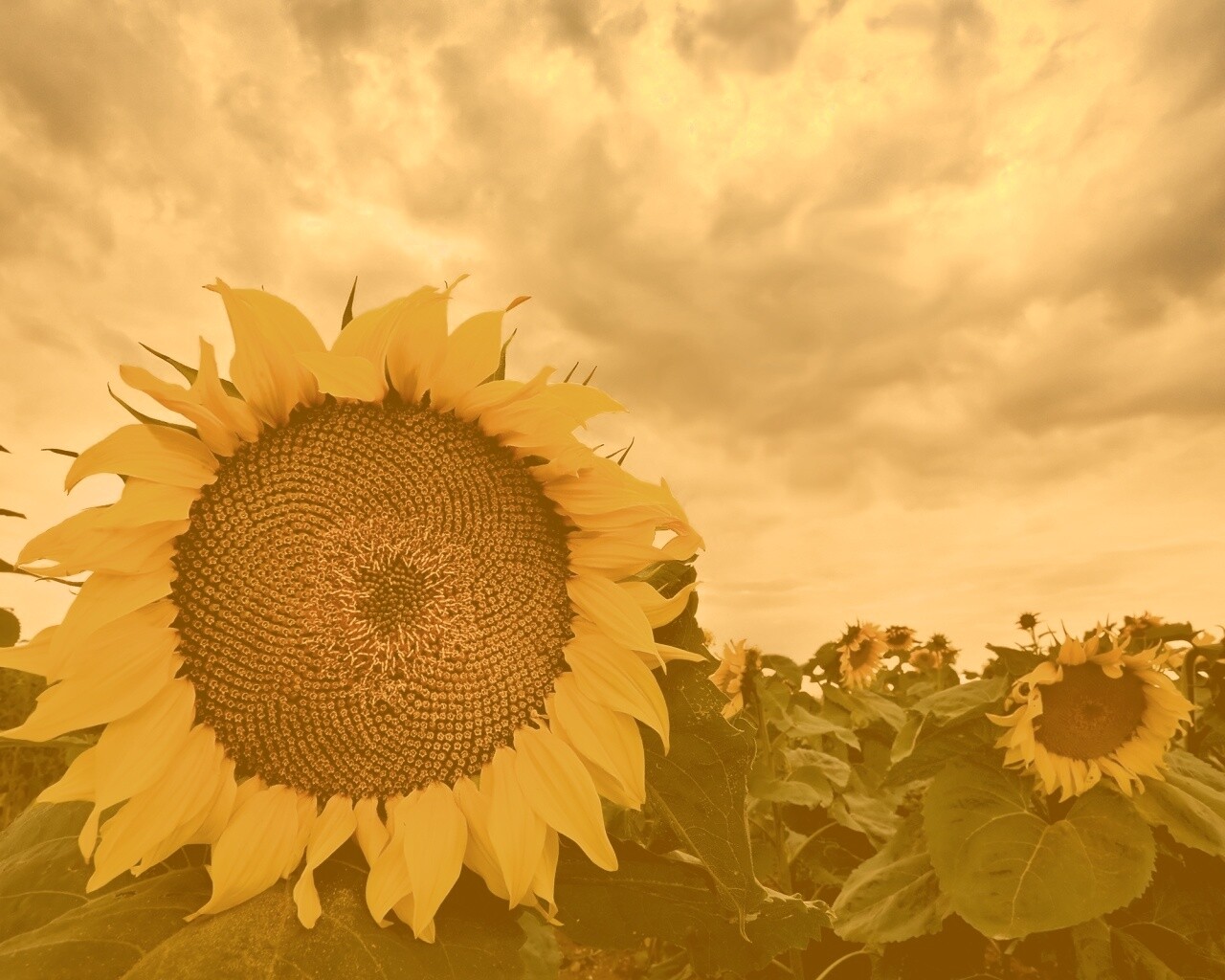 Подсолнухи обои