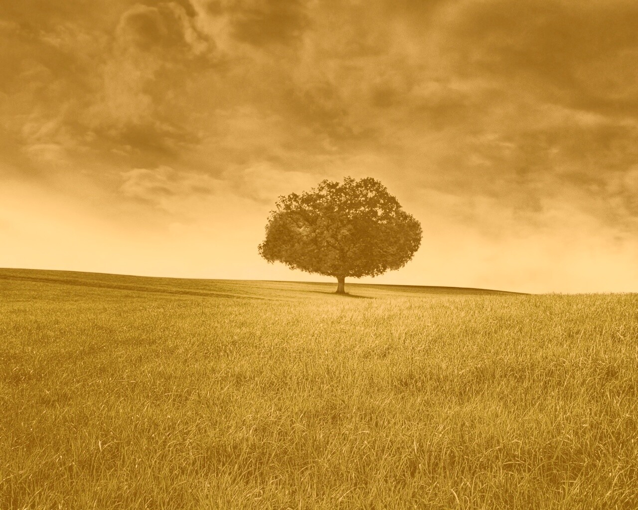 Одинокое дерево под грозовым небом обои