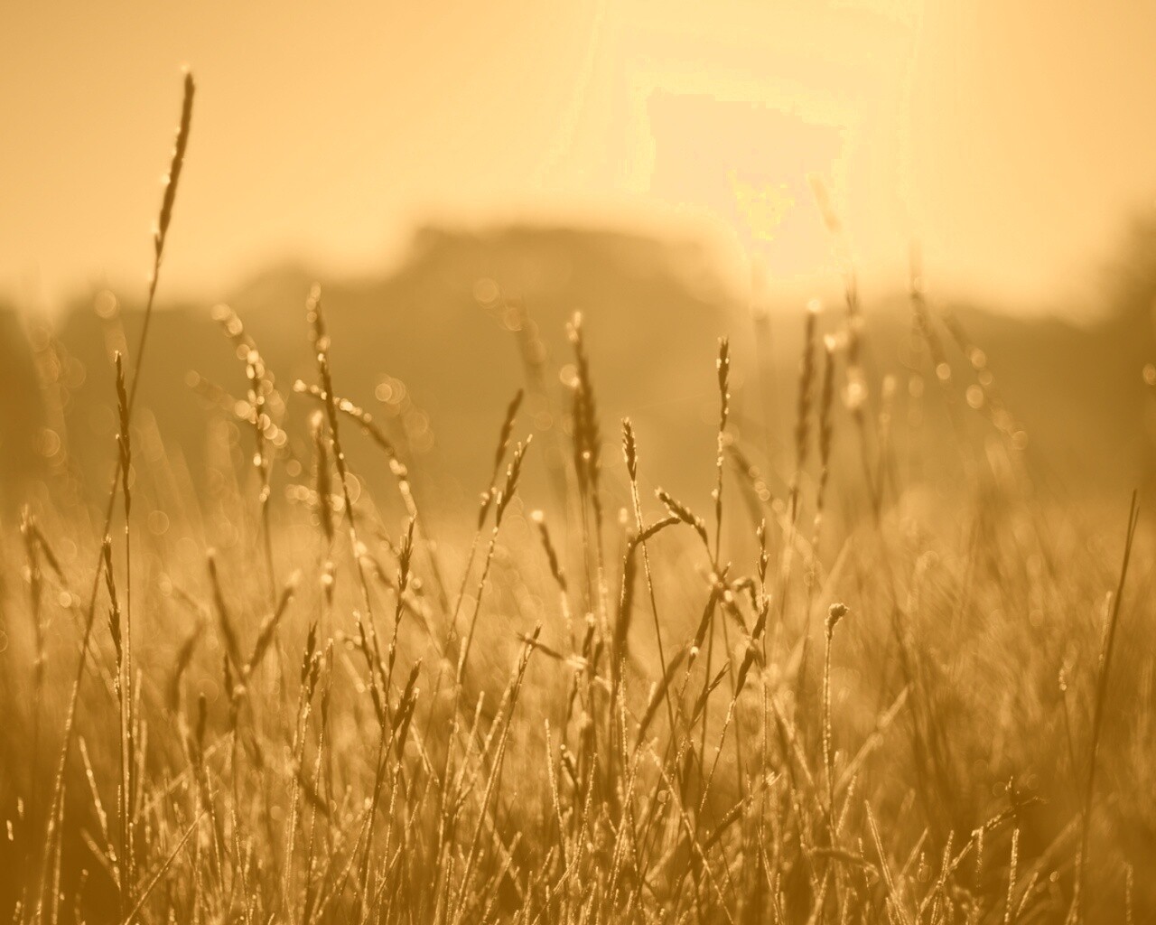 Поле пшеницы обои