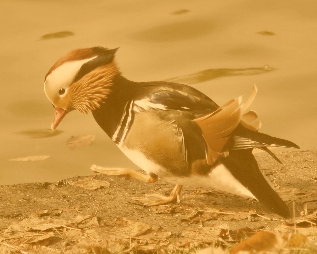 Уточка - мандаринка обои