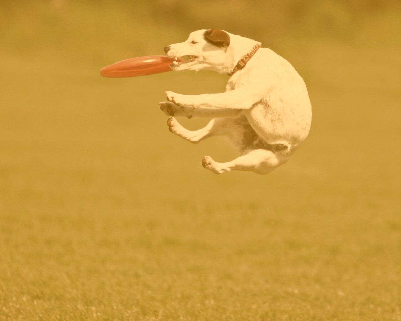 Ловкач обои