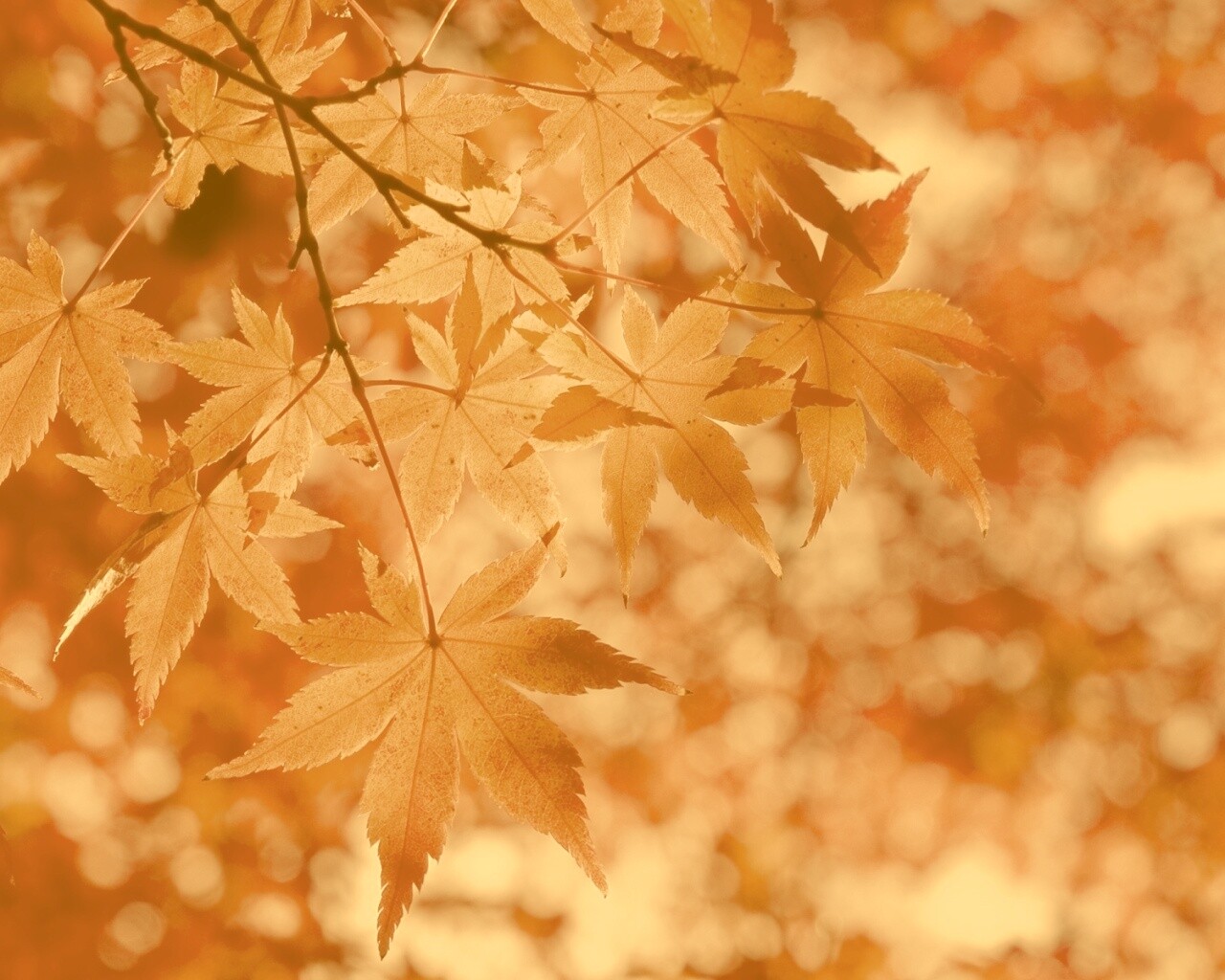 Осенние листья обои