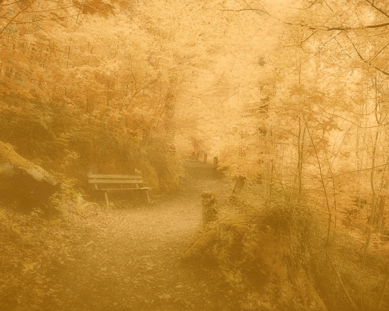 Скамейке в чаще парка обои