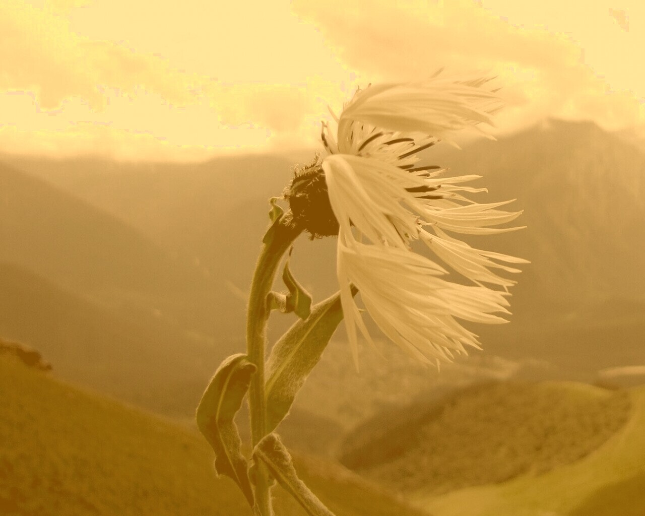 Горный цветок обои