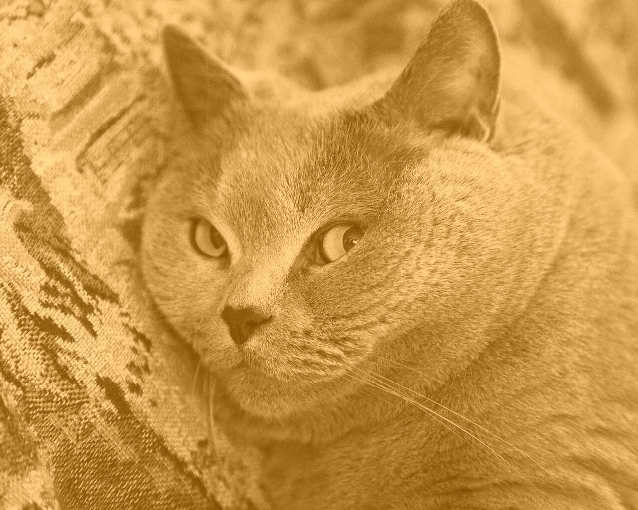 Щекастый британский котик обои