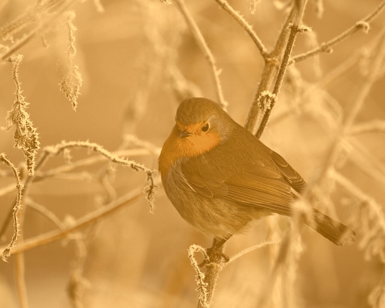 Птичка на ветке обои