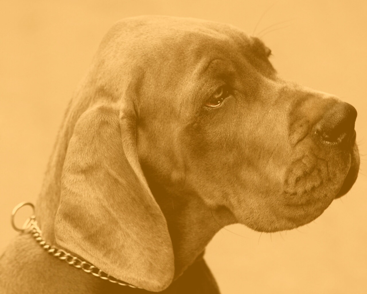 Грустная собака обои