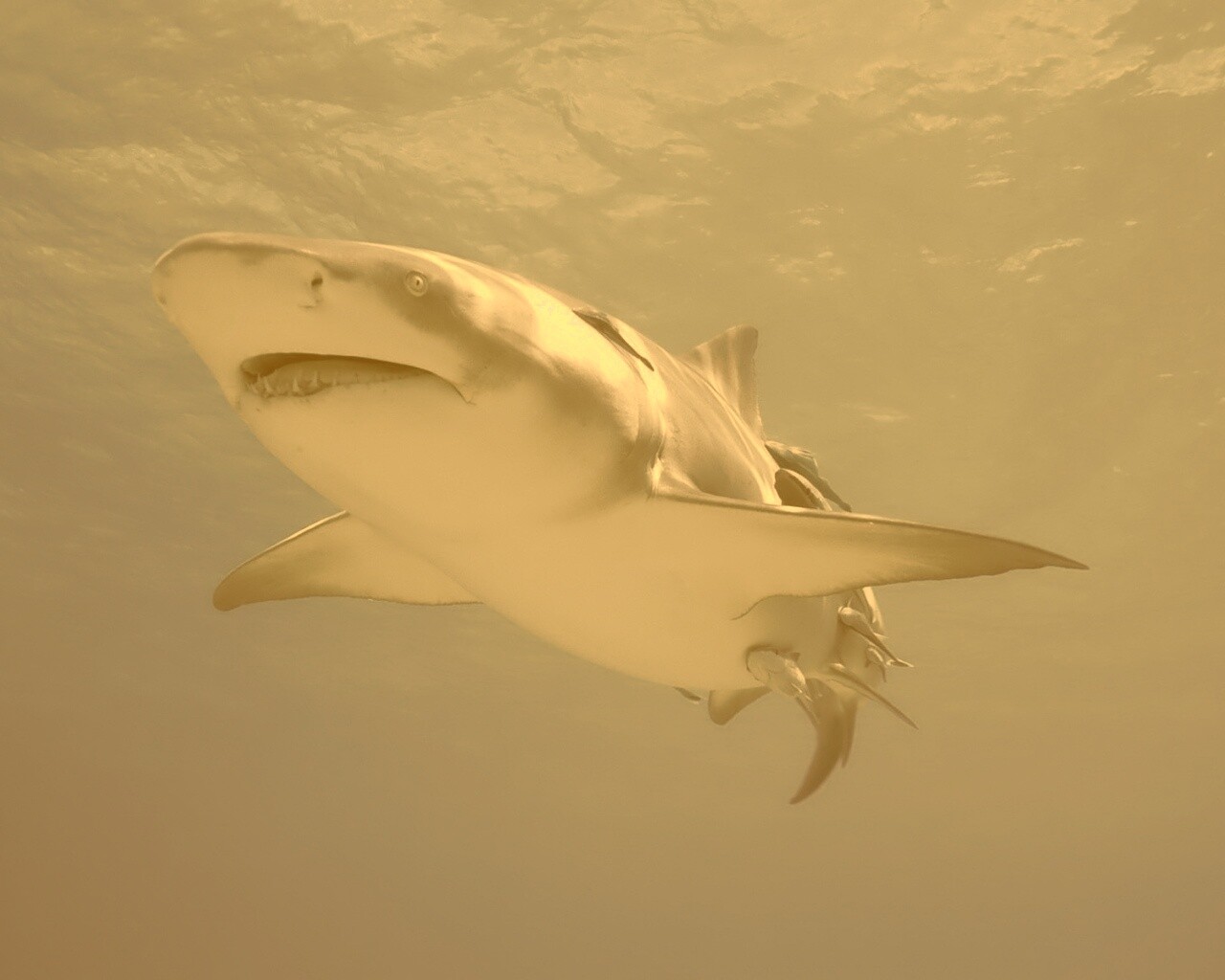 Красивая глубоководная акула обои