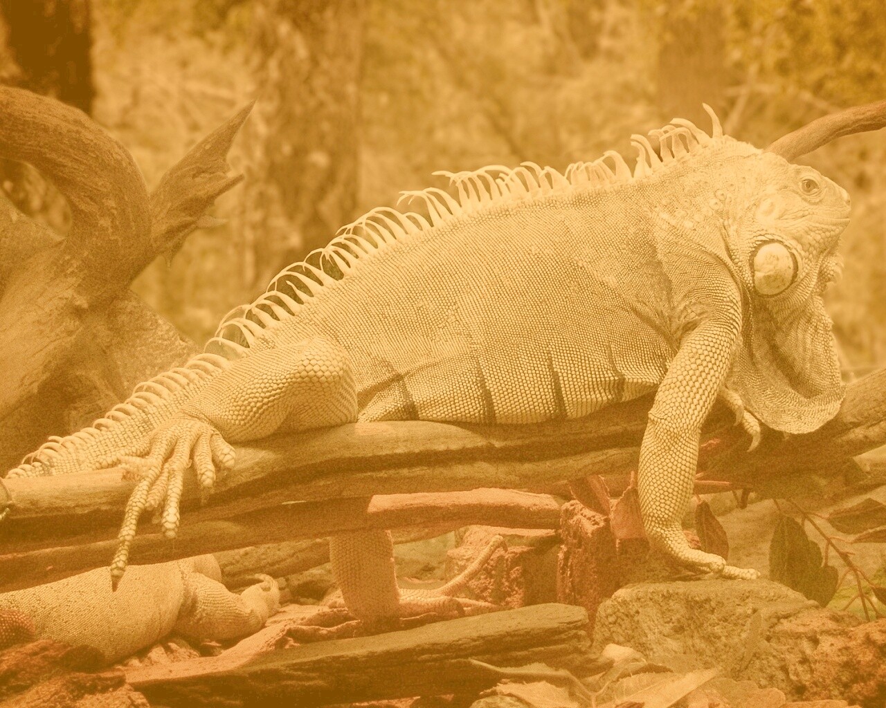 Большая игуана обои