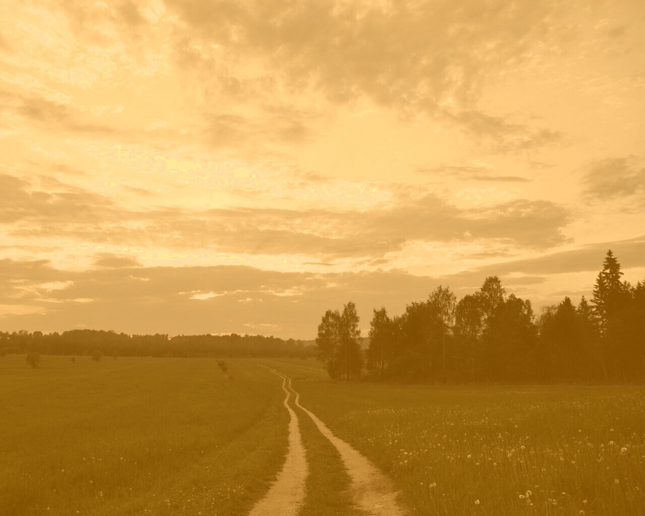 Дорога к лесу обои