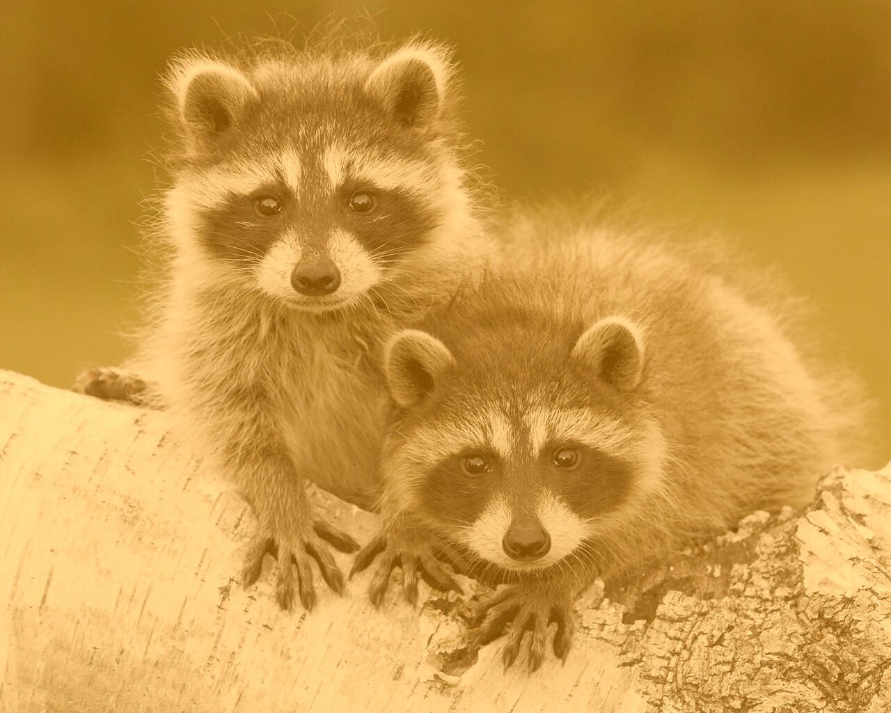 Полосатики обои