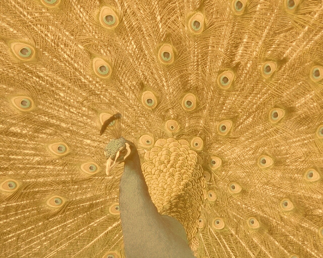 Павлин, говоришь... обои