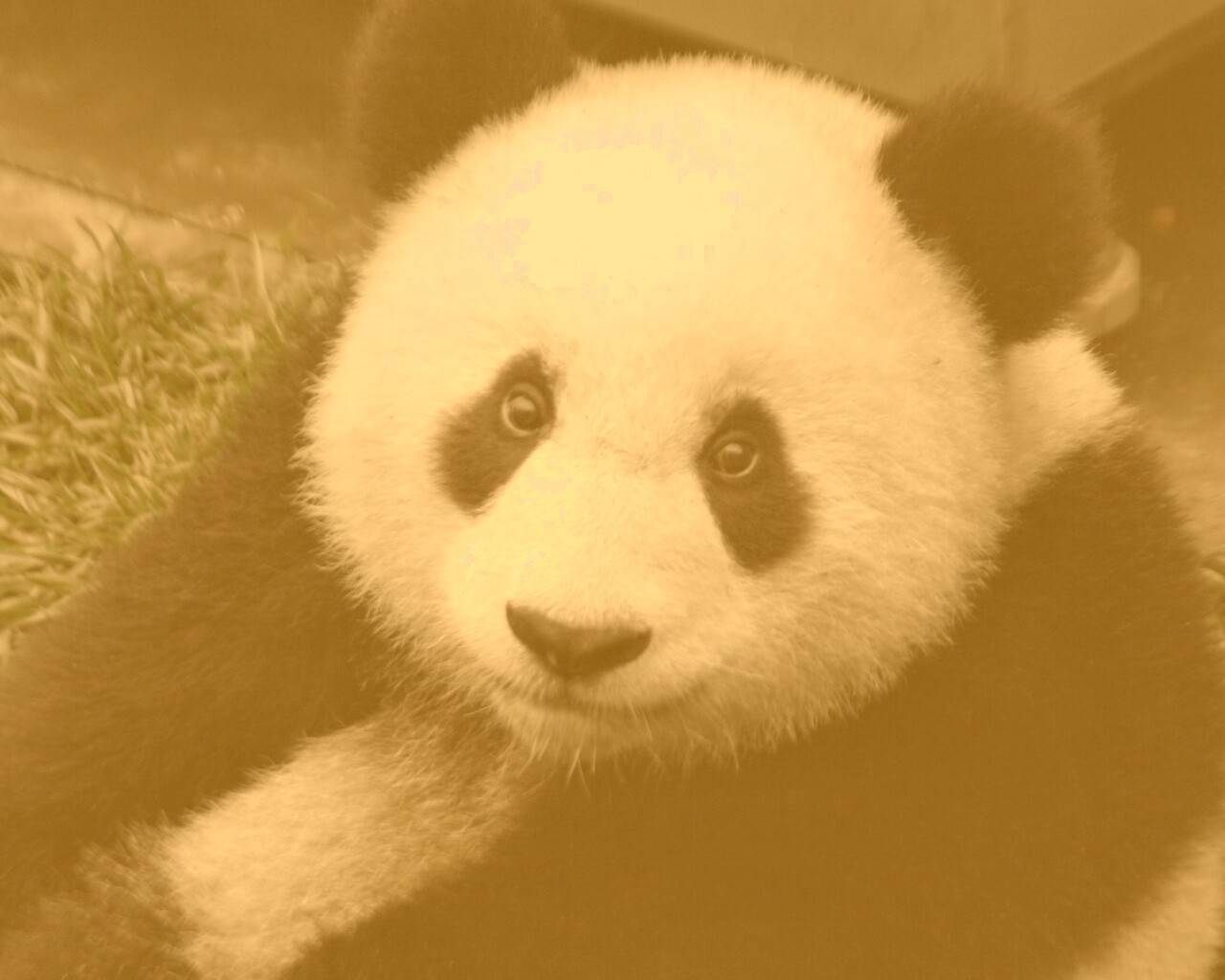 Взгляд.. обои