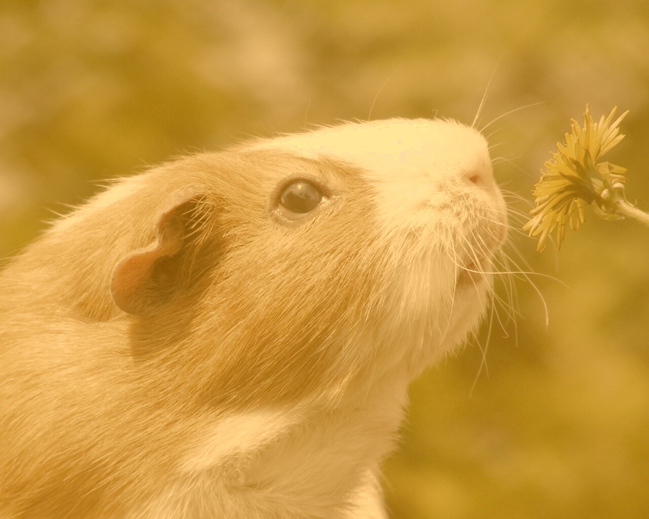 Морская свинка - романтик обои