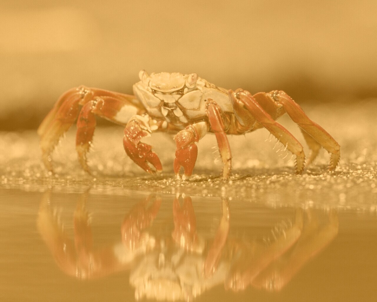 Краб обои