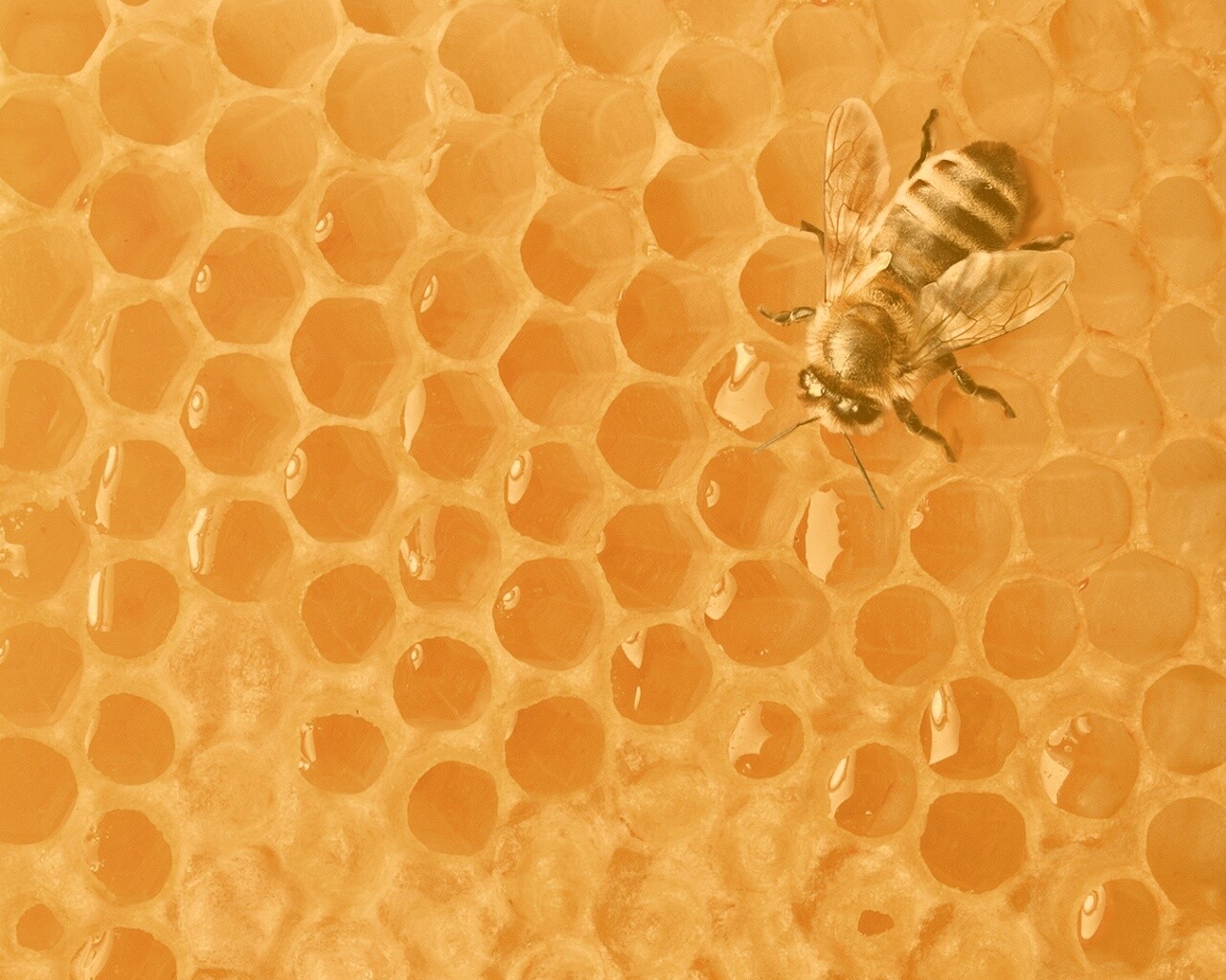 Пчела на сотах с медом обои