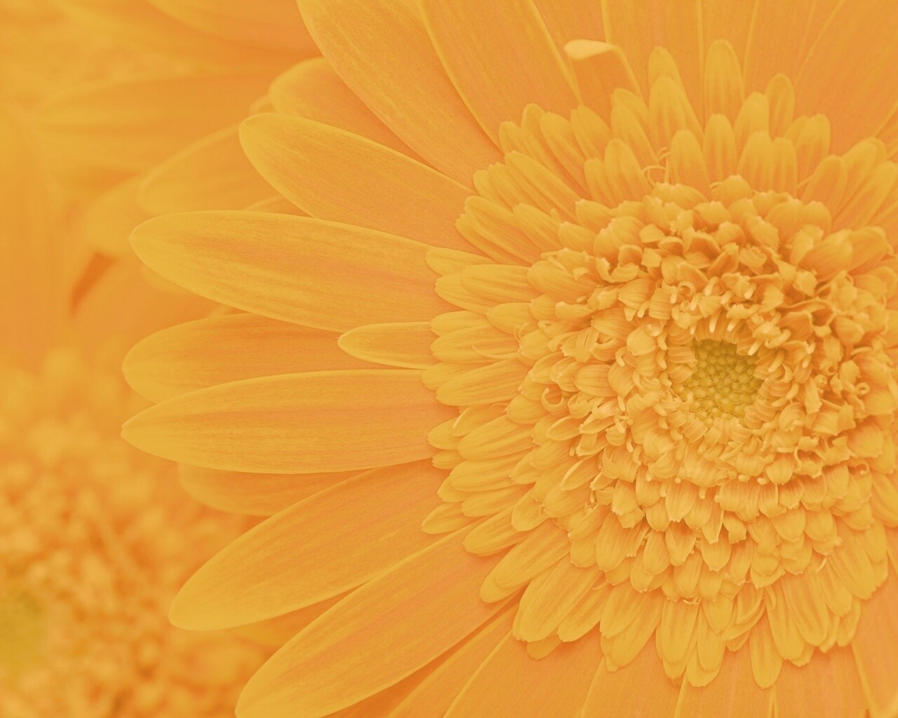 Большой оранжевый гербер обои