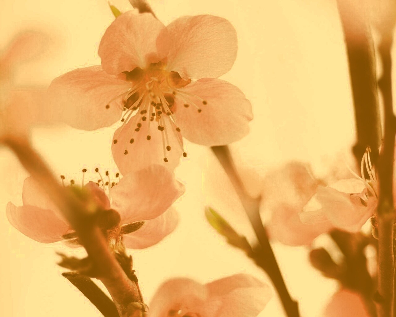 Нежные розовые цветы обои