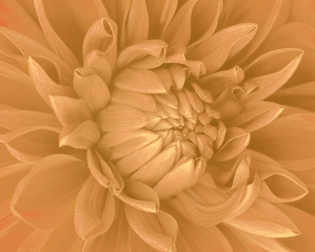 Цветок обои