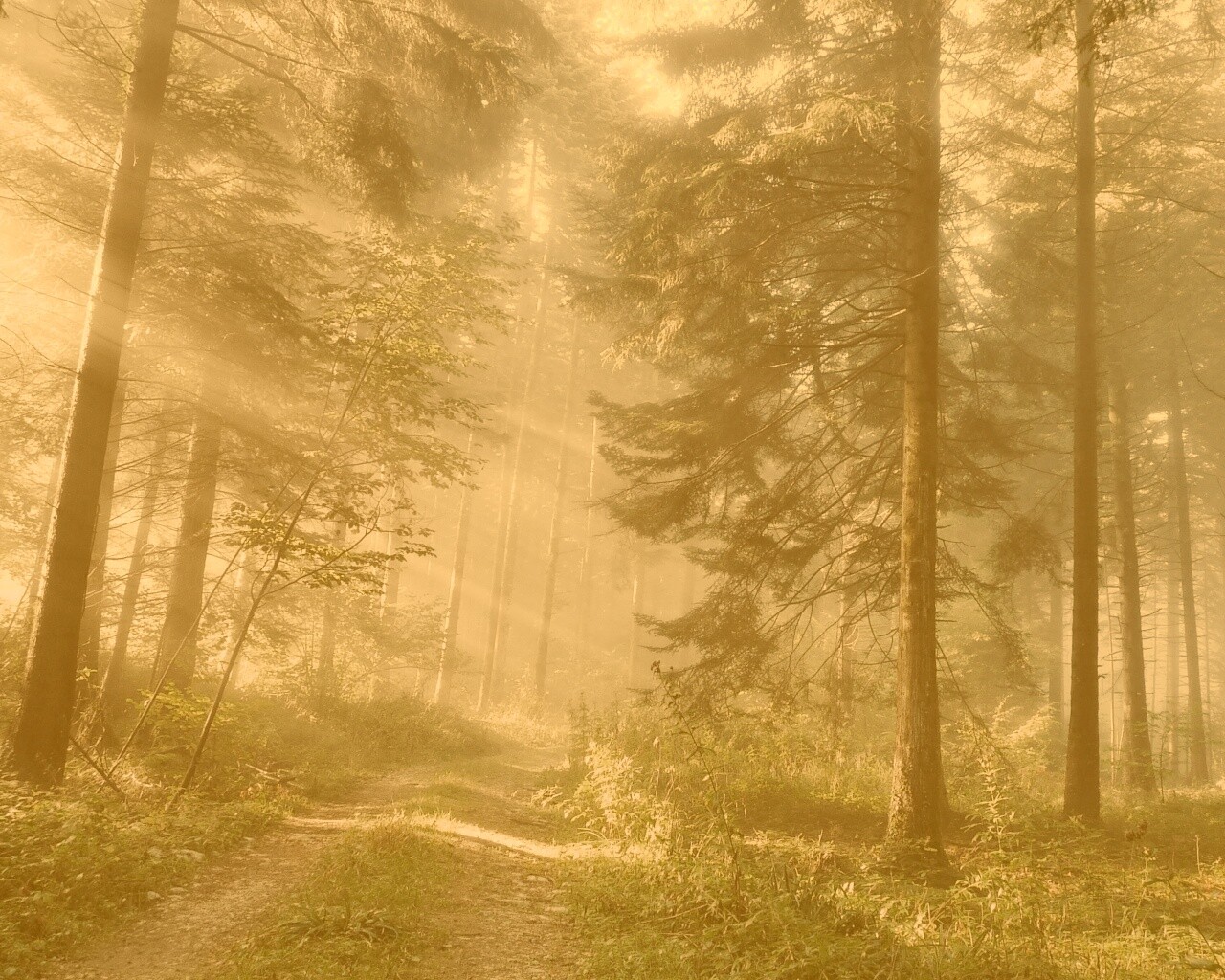 Тропа в лесу обои