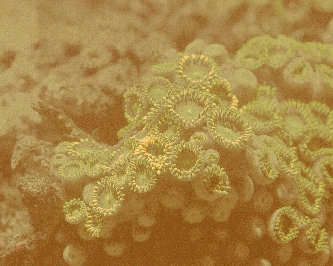 Морское дно обои