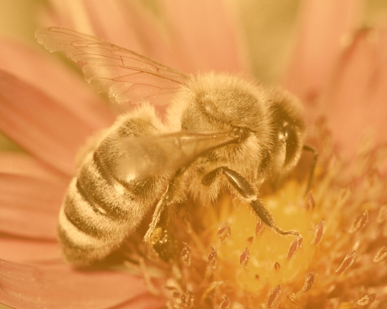 Пчела на цветке обои