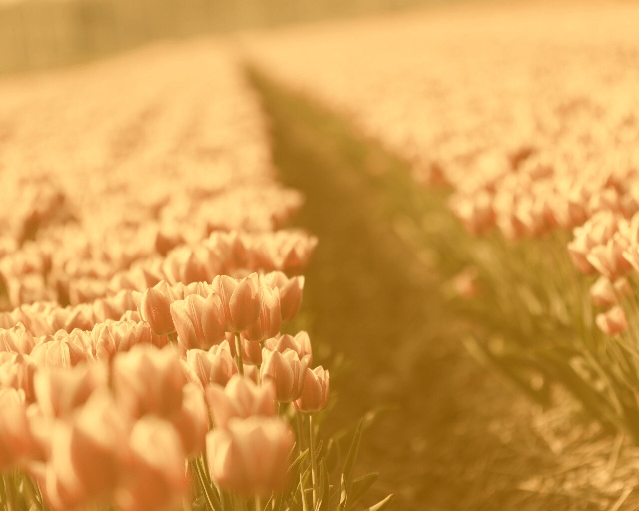 Тропинка в поле розовых тюльпанов обои