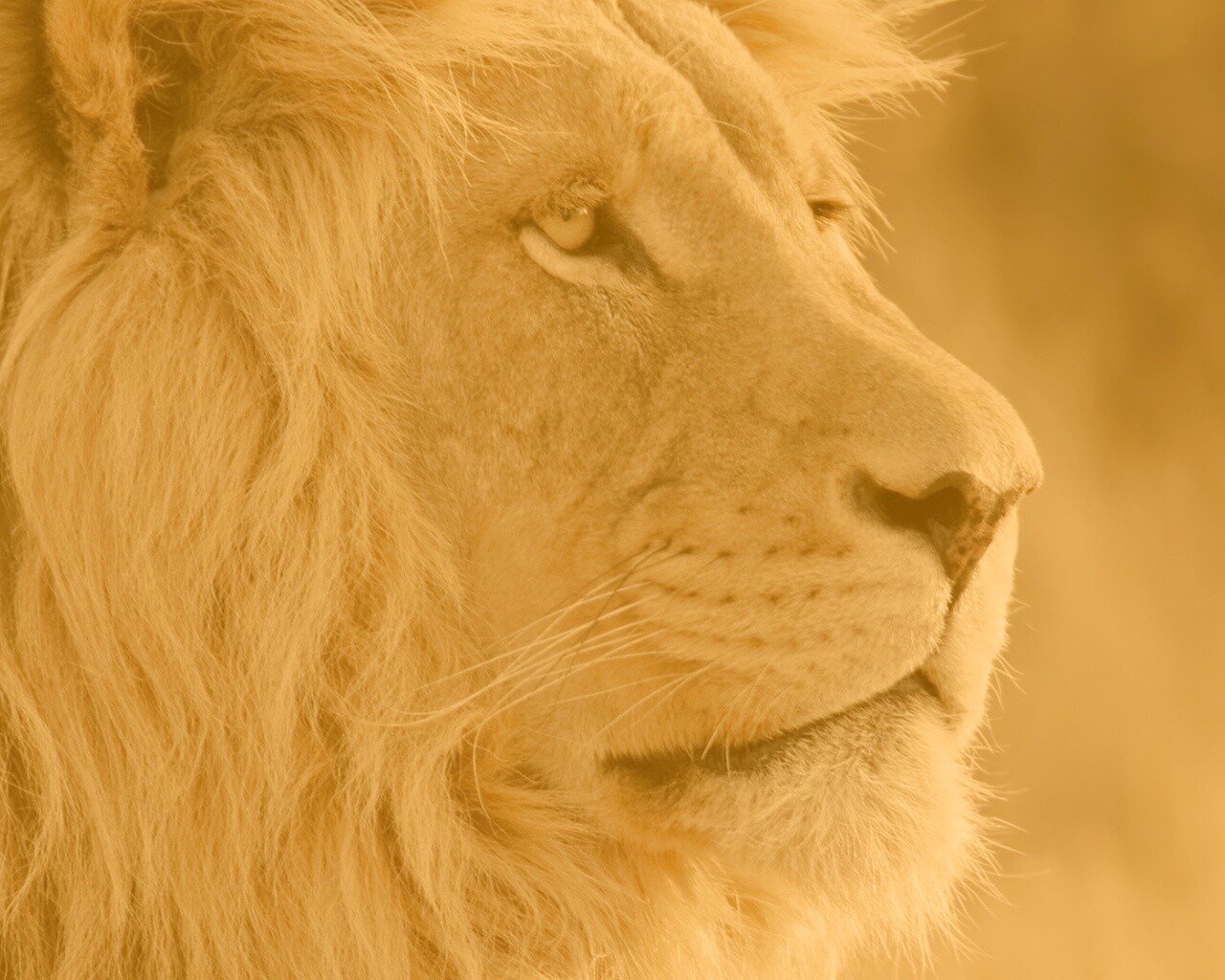 Лев обои
