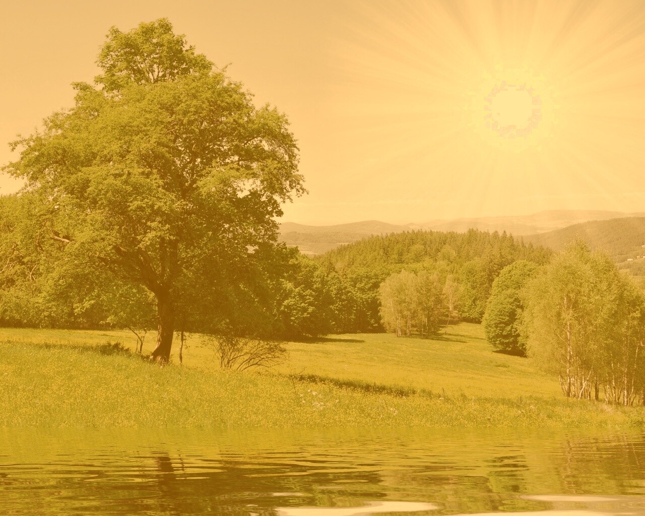 Дерево у воды обои