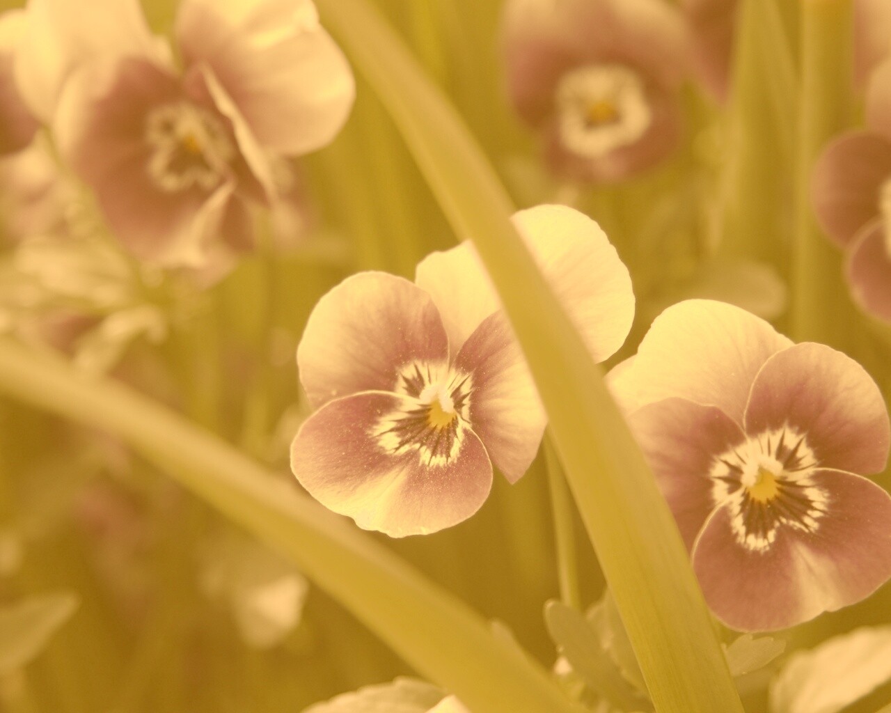 Анютины глазки обои